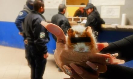 Dueño ‘catarrín’; a los separos con todo y bebé cuyo por alterar el orden en Monclova