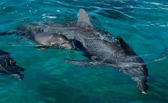 Delfines hembras tienen un clítoris para sentir placer como los seres humanos