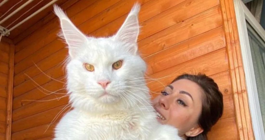 El gato gigante que vive en Rusia y confunden con un perro