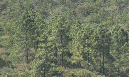 Lanza SEMA Coahuila convocatorias a favor del Medio Ambiente