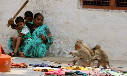 Monos roban a bebé y lo encuentran muerto en un estanque horas después en India