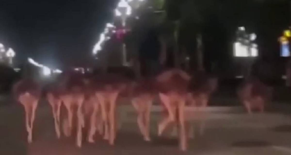 ¡Carrera de avestruces! escapan de granja y corren libres por calles de China (video)