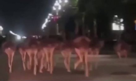 ¡Carrera de avestruces! escapan de granja y corren libres por calles de China (video)