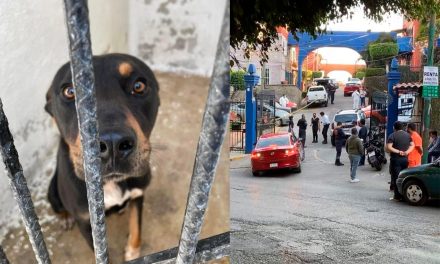 Perro mata a mordidas a su dueña, joven de 20 años, en Cuernavaca