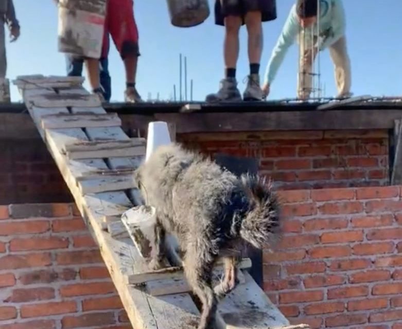 Lomito ‘albañil’ conquista las redes sociales