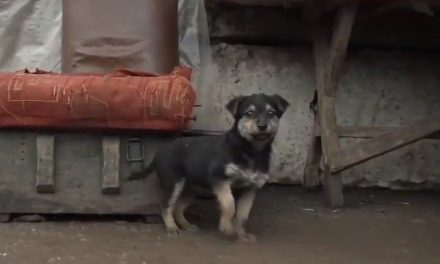 Él es ‘Rambo’ el lomito que cuida a los soldados ucranianos