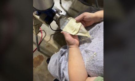 ¿Tamales automatizados? Así preparan el platillo con máquinas