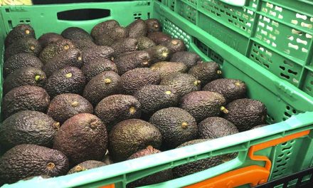 ¿Mejor comprar un carro? precio del Aguacate se dispara a su nivel más alto en 24 años
