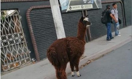 Captan a una llama en calles de la colonia República en Saltillo