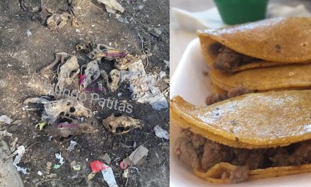 Detienen a hombres que criaban a perros para venta de tacos en metro Tacuba de la CDMX (Fotos)