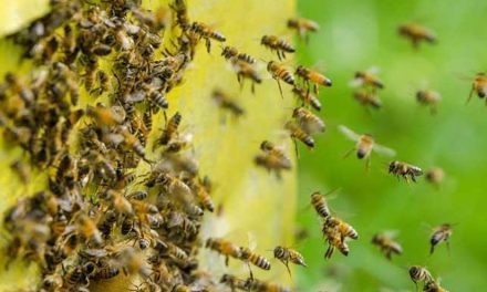 Abejas atacan a 7 personas, incluido un bebé en Jalisco