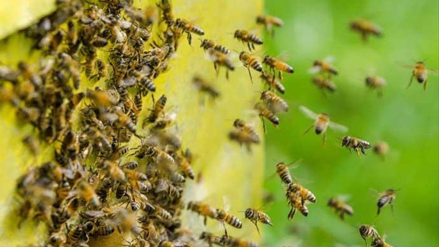 Abejas atacan a 7 personas, incluido un bebé en Jalisco