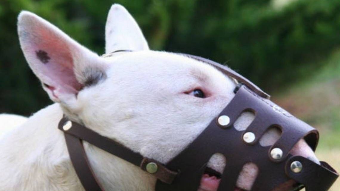 Perro causa terror a vecinos en colonia de Saltillo