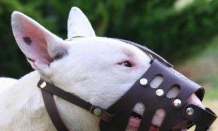Perro causa terror a vecinos en colonia de Saltillo