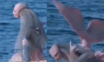 La extraña criatura marina que apareció en el mar y sorprendió a todos en TikTok (video)