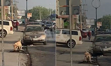 Perrito es atropellado en Monterrey y su amiguito intenta salvarlo