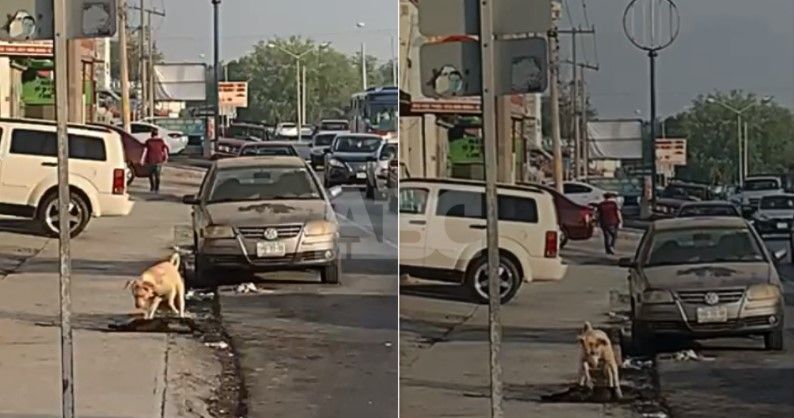 Perrito es atropellado en Monterrey y su amiguito intenta salvarlo