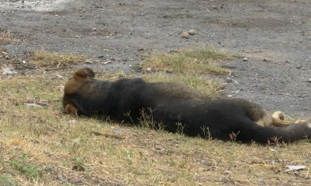 Denunciar maltrato animal por redes no sirve en Saltillo… se tiene que denunciar a Medio Ambiente