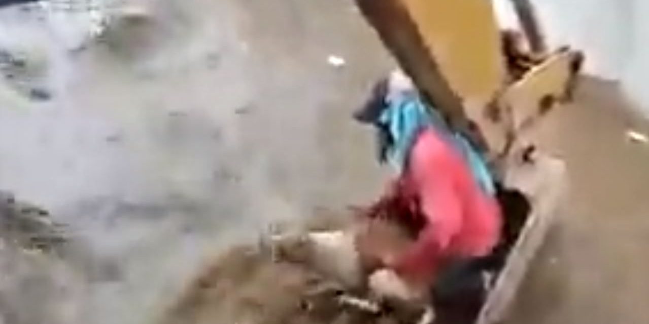 Salvan a perrito de morir ahogado (Video)
