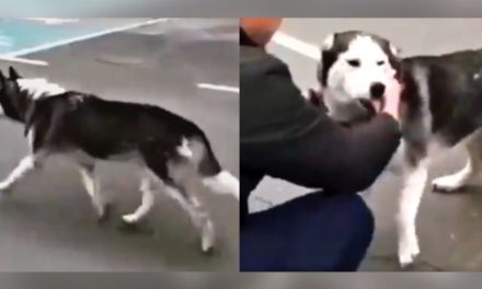 Conmovedor reencuentro, perrita ucraniana se reúne con su dueño