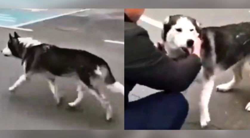 Conmovedor reencuentro, perrita ucraniana se reúne con su dueño