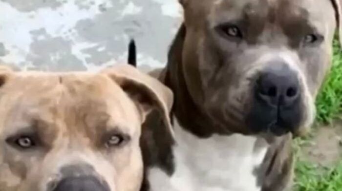 ‘Era mi hija o él’: mamá acaba con pitbull para salvar a su bebé