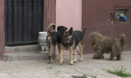 Perros abandonados en la sierra se hicieron salvajes y han atacado a humanos en Saltillo