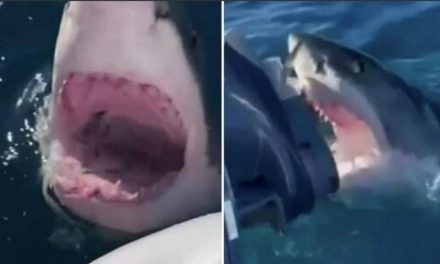 Enorme tiburón blanco rodea a una familia durante una hora (video)