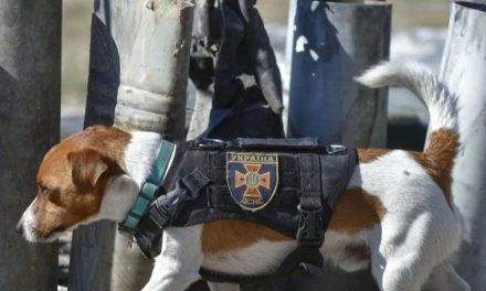 Dan medalla de honor a perro que ha detectado más de 200 bombas en Ucrania