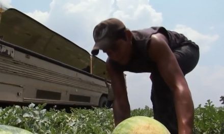 Atípica granizada cae y afecta a más de 200 hectáreas de melón