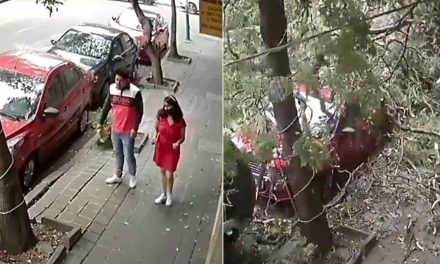 Pareja estuvo a segundos de ser aplastada por un árbol en CDMX (video)