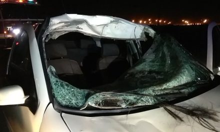 Caballo se atraviesa en la carretera y es arrollado por un auto en Saltillo