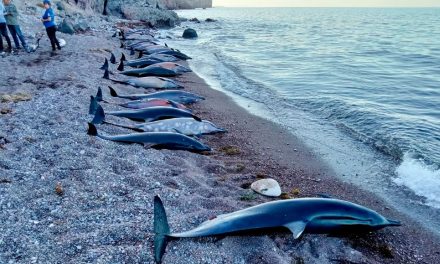 PROFEPA investiga muerte de 33 delfines en La Paz, BC