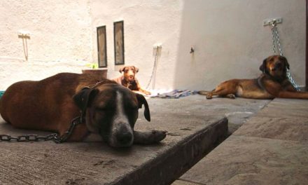 Envenenan a 27 perritos en colonia de Guanajuato, veneno, riesgo para niños
