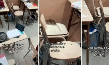Una rata ‘salva’ a uno alumnos de presentar un examen