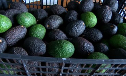 Inalcanzables costos en productos de la canasta básica, aguacate llega a 120 pesos el kilo