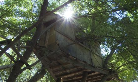 ¿La conoces? Saltillo tiene una casa del árbol en el fraccionamiento Urdiñola que se encuentra en el olvido