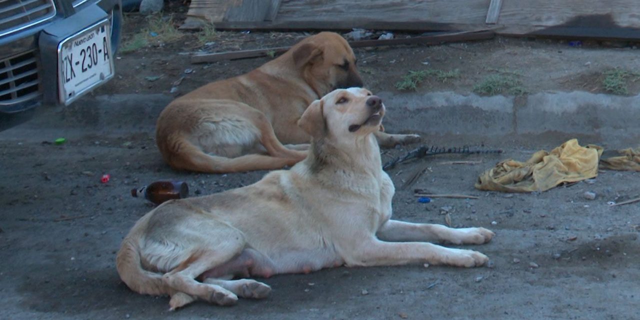 En alerta saltillo por casos de Rickettsia; ha cobrado la vida de 5 menores