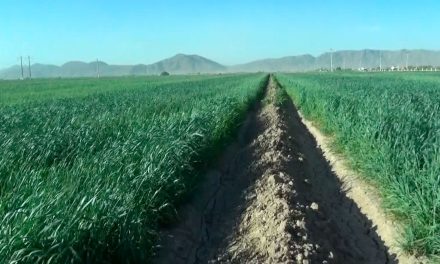 Siguen sin existir apoyos ni recursos por parte de la federación para el campo coahuilense