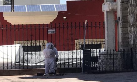 Saltillo: Enjambre de abejas ataca a personas en Catedral y suspenden la misa
