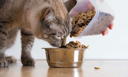 Profeco revela «irregularidades» en marcas de alimento para gatos