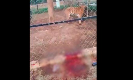 Tigre le destroza la mano a su cuidador en rancho de Michoacán (Video)