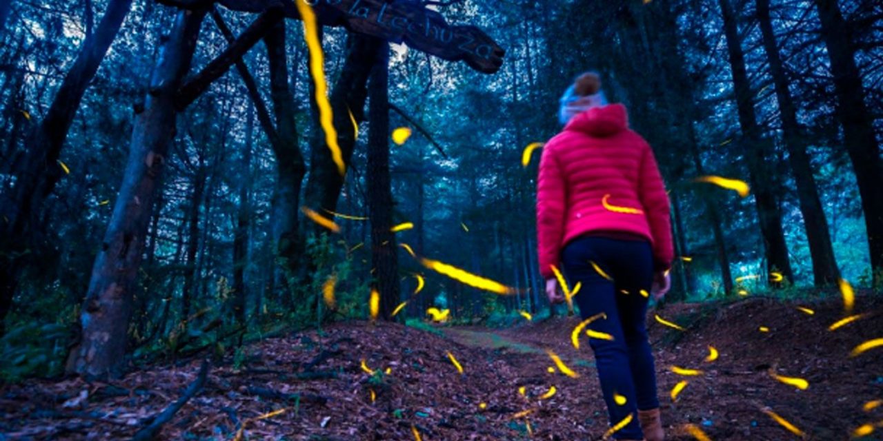 Maravilla mexicana: Luciérnagas alumbran bosques de Tlaxcala