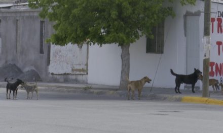 Colonias de Ramos Arizpe reportan alta presencia de perros callejeros