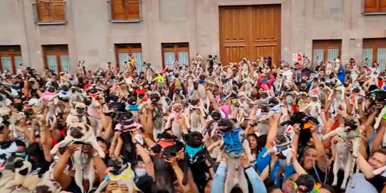 Pugmanía: Se reúnen cientos de amantes de los pug en Querétaro (video)