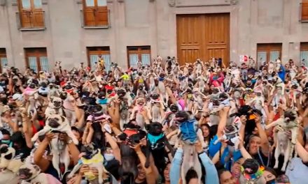 Pugmanía: Se reúnen cientos de amantes de los pug en Querétaro (video)