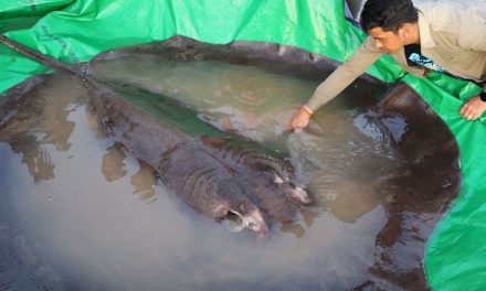 Raya de 300 kilos en extinción, el pez de agua dulce más grande del mundo