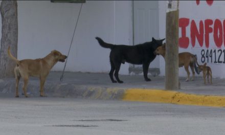 Focos rojos: Van siete muertes por rickettsia en región sureste de Coahuila