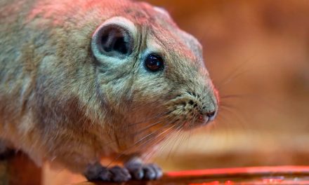 Científicos suecos hallan nuevo coronavirus en roedores salvajes