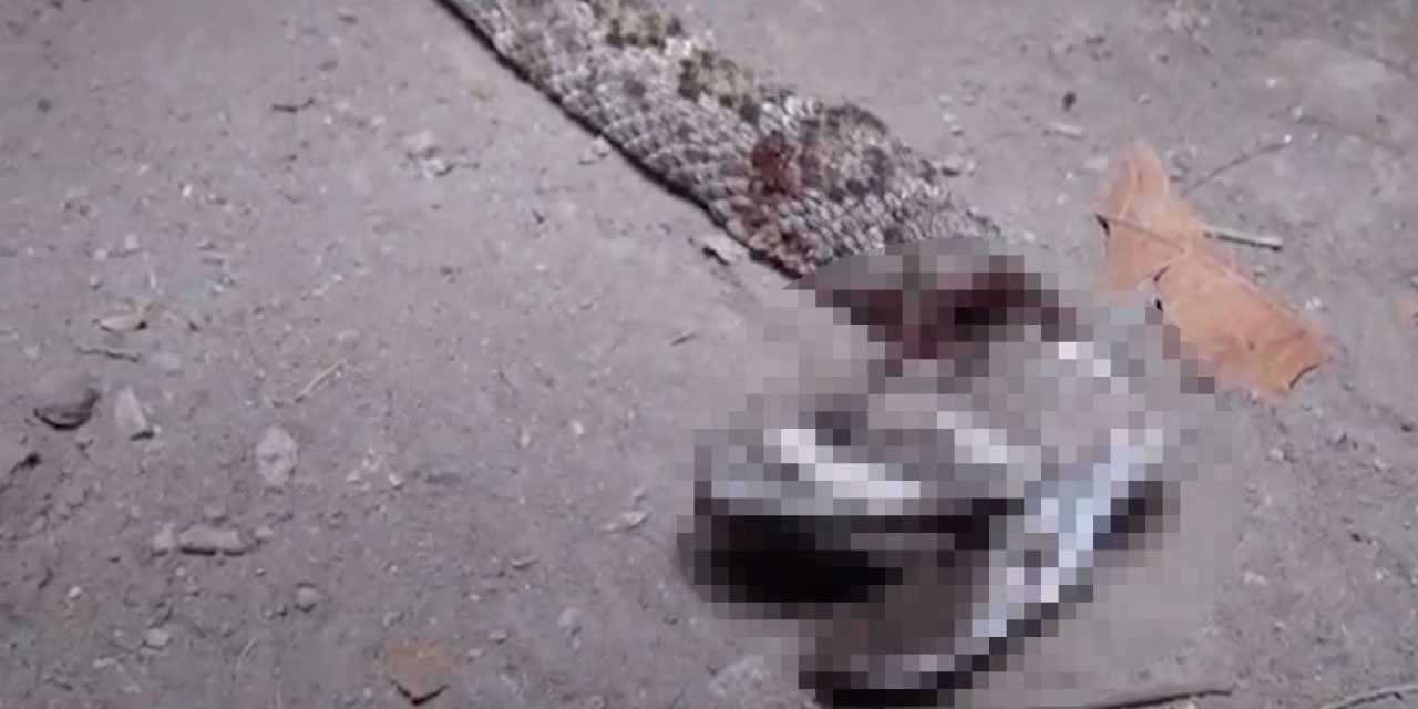 Víbora de cascabel atemoriza a familias en Parras